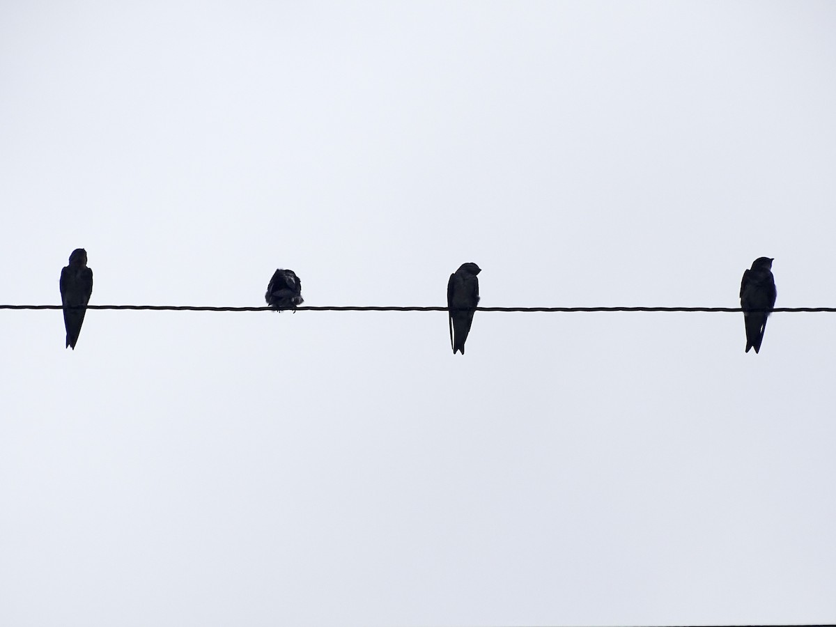 Gray-breasted Martin - ML637570446