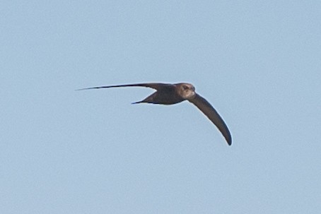 Common Swift - ML637570475