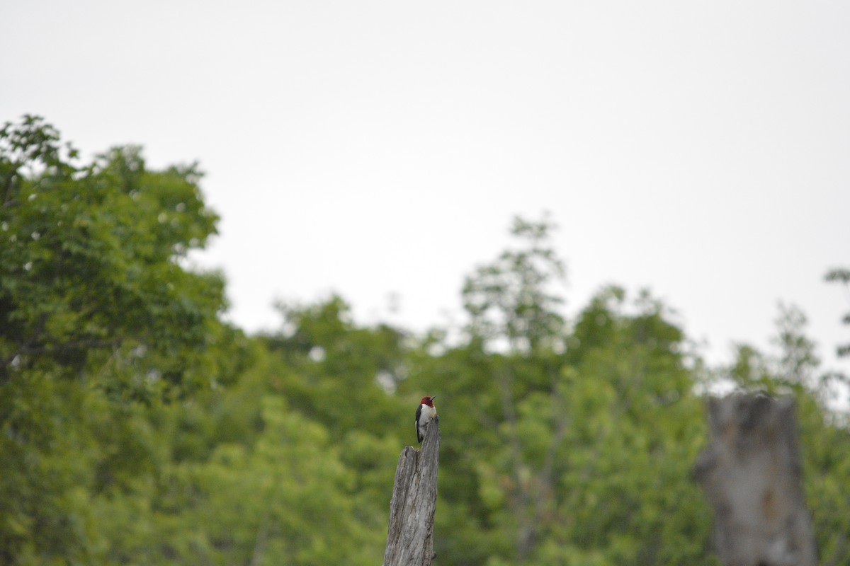Red-headed Woodpecker - ML637570496
