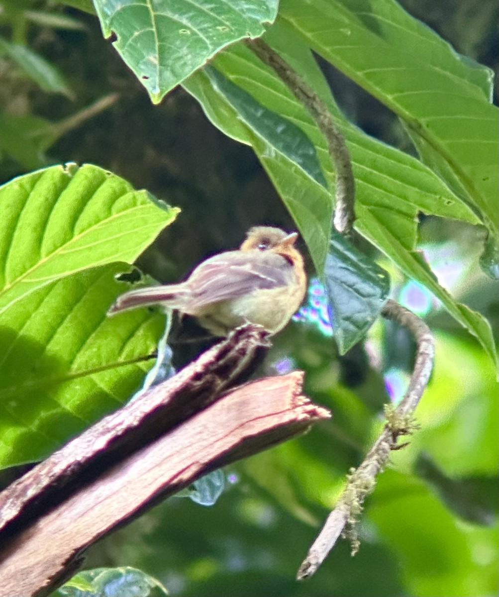 Tufted Flycatcher - ML637570538