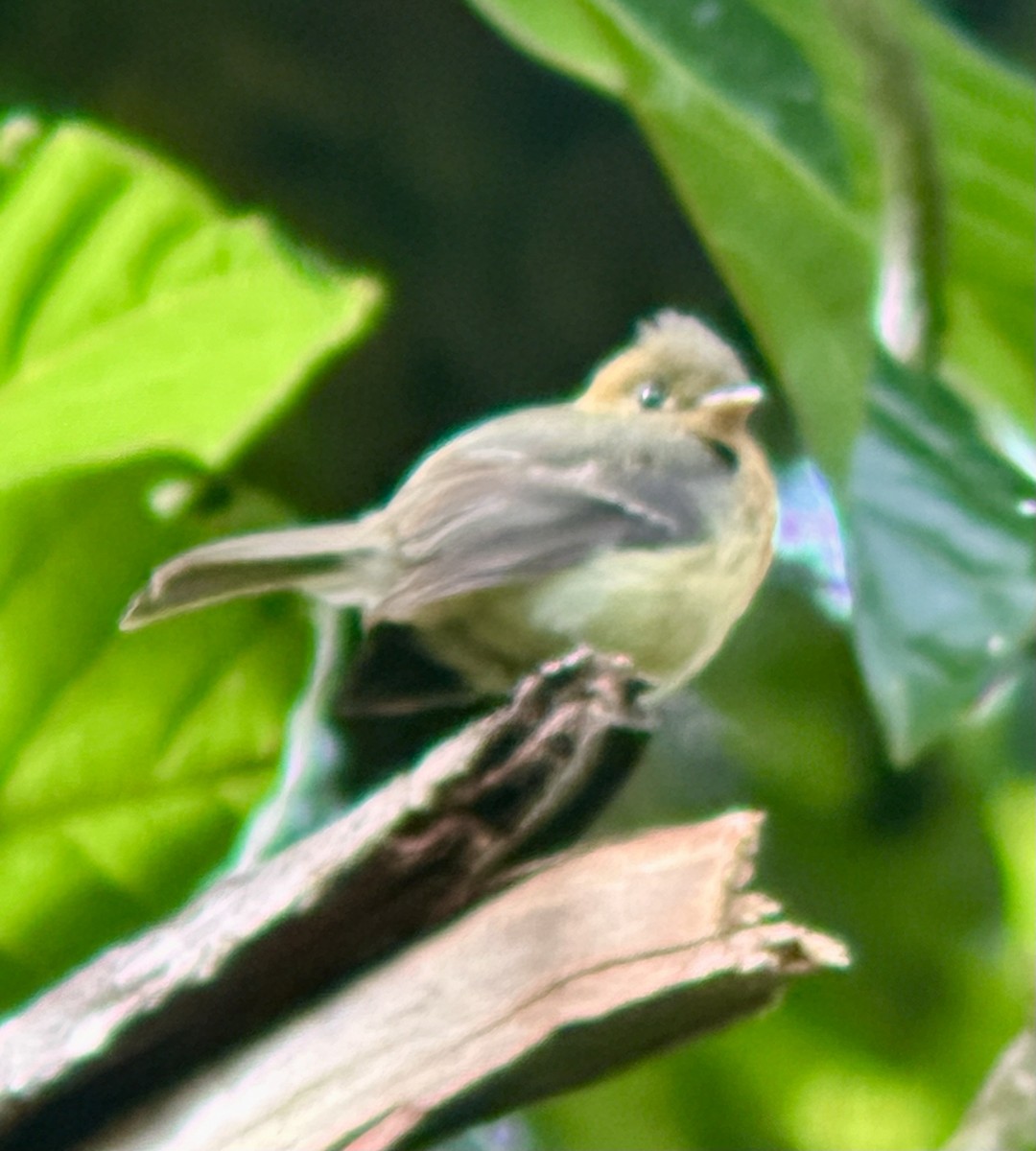 Tufted Flycatcher - ML637570539