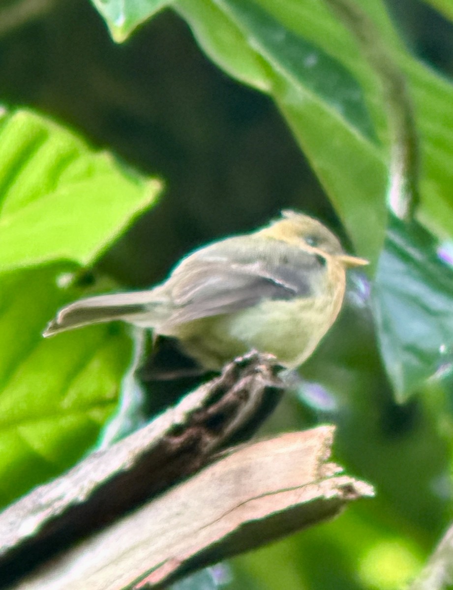Tufted Flycatcher - ML637570540
