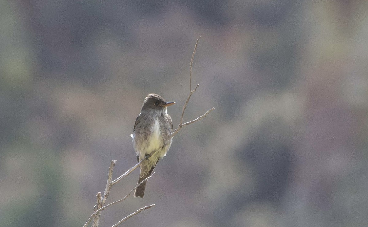 Olive-sided Flycatcher - ML637570542