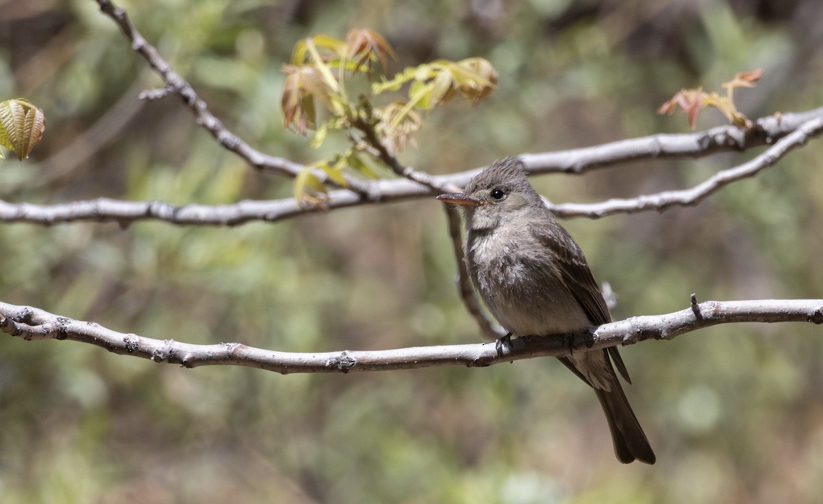 Greater Pewee - ML637570546