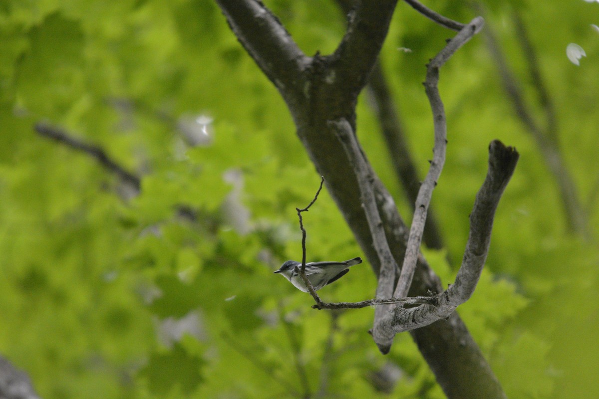Cerulean Warbler - ML637570587