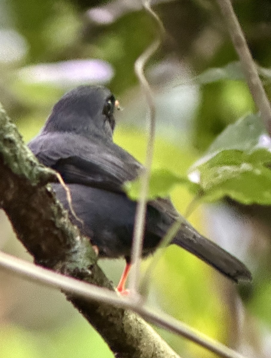Black-faced Solitaire - ML637570612