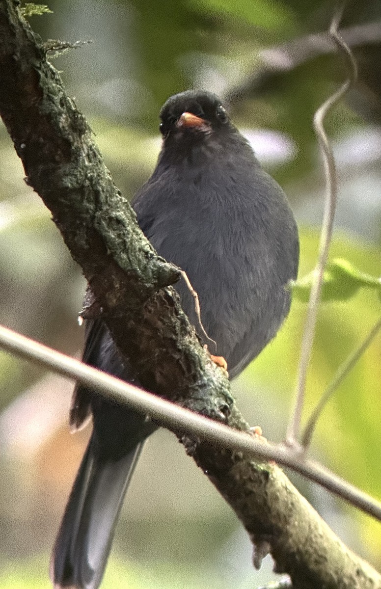 Black-faced Solitaire - ML637570613