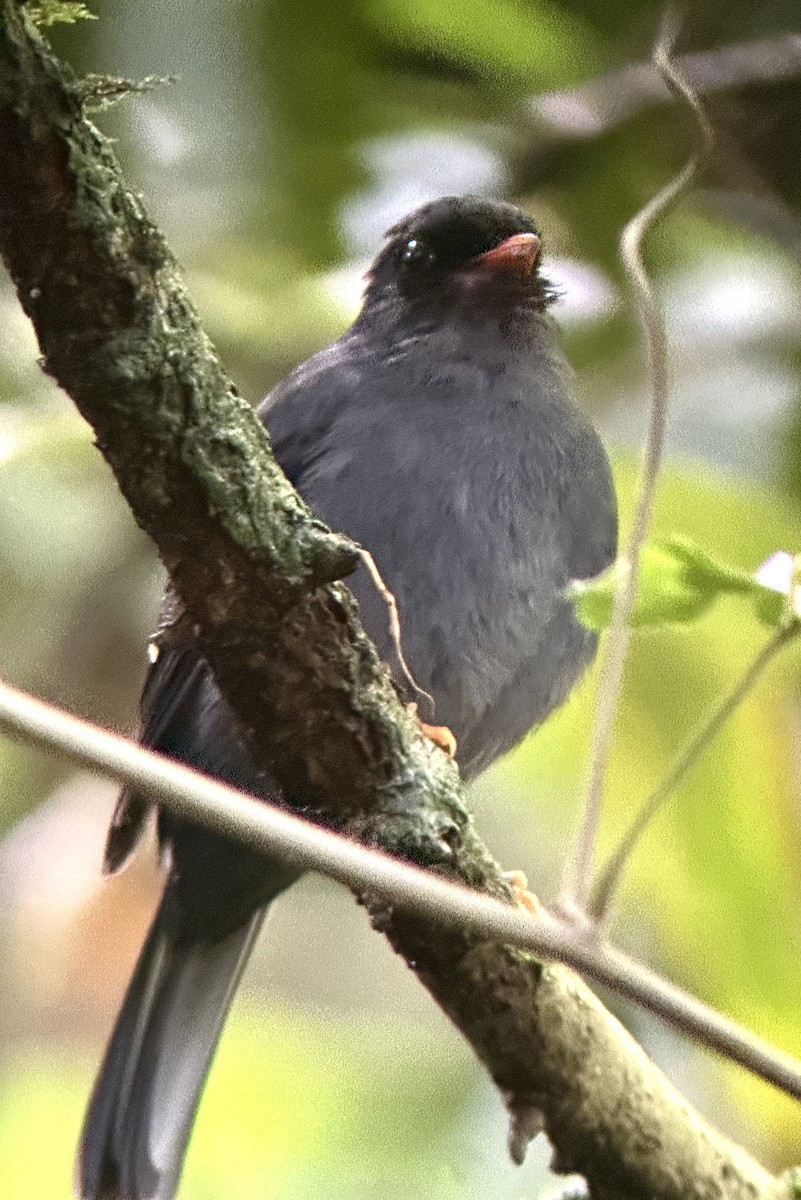 Black-faced Solitaire - ML637570614