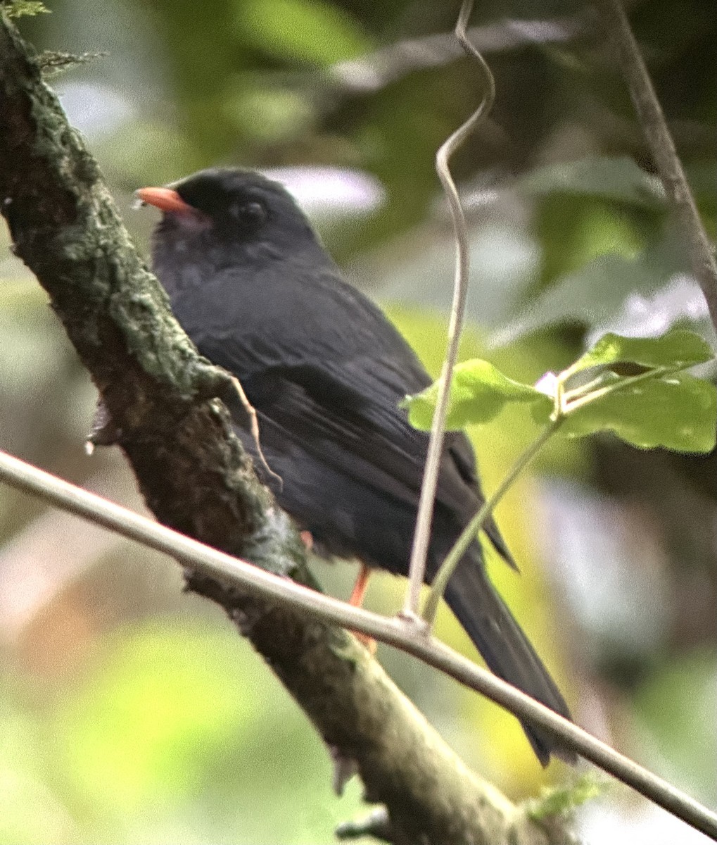 Black-faced Solitaire - ML637570615