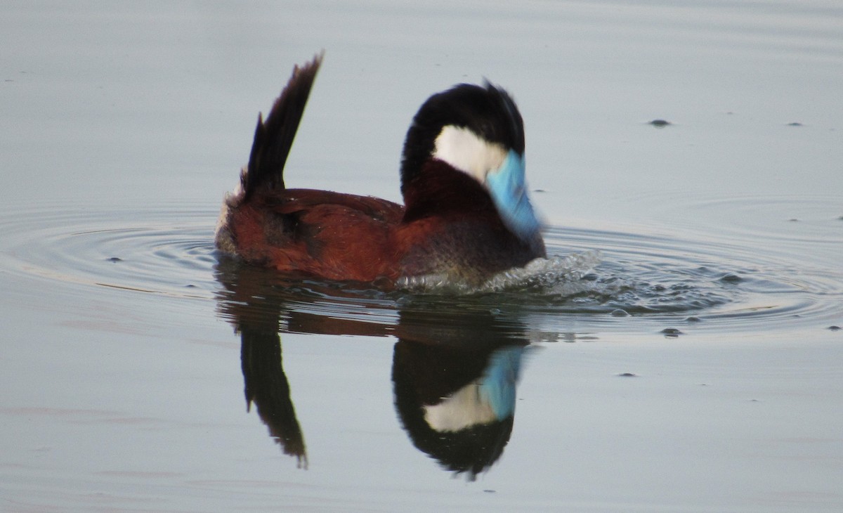 Ruddy Duck - ML637570646