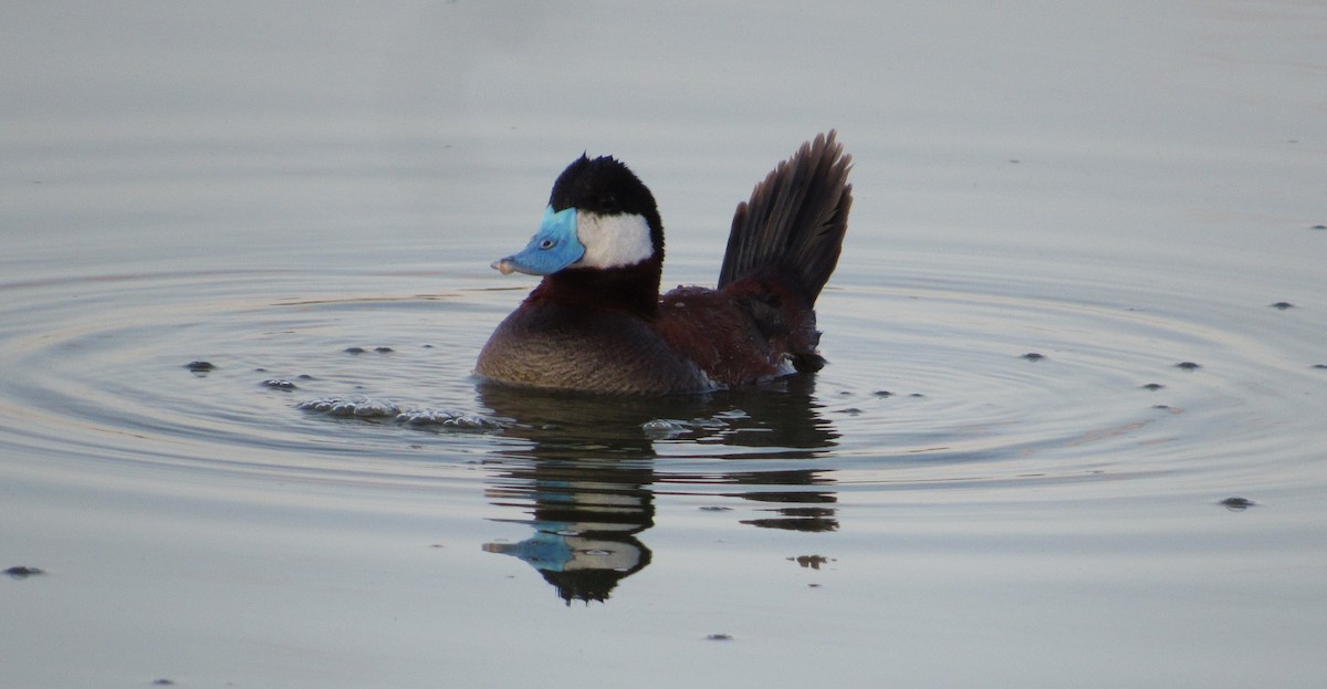 Ruddy Duck - ML637570654