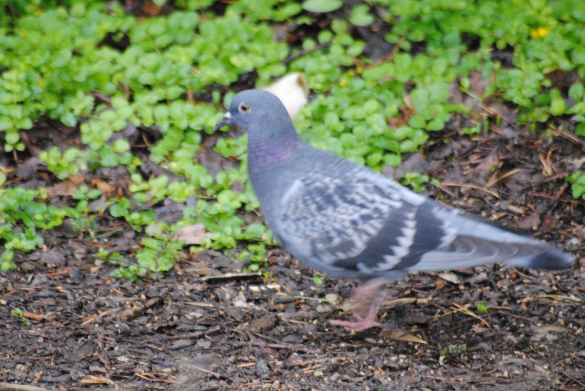 Rock Pigeon (Feral Pigeon) - ML637570670