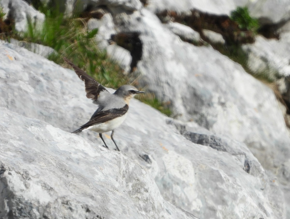 Northern Wheatear - ML637570712