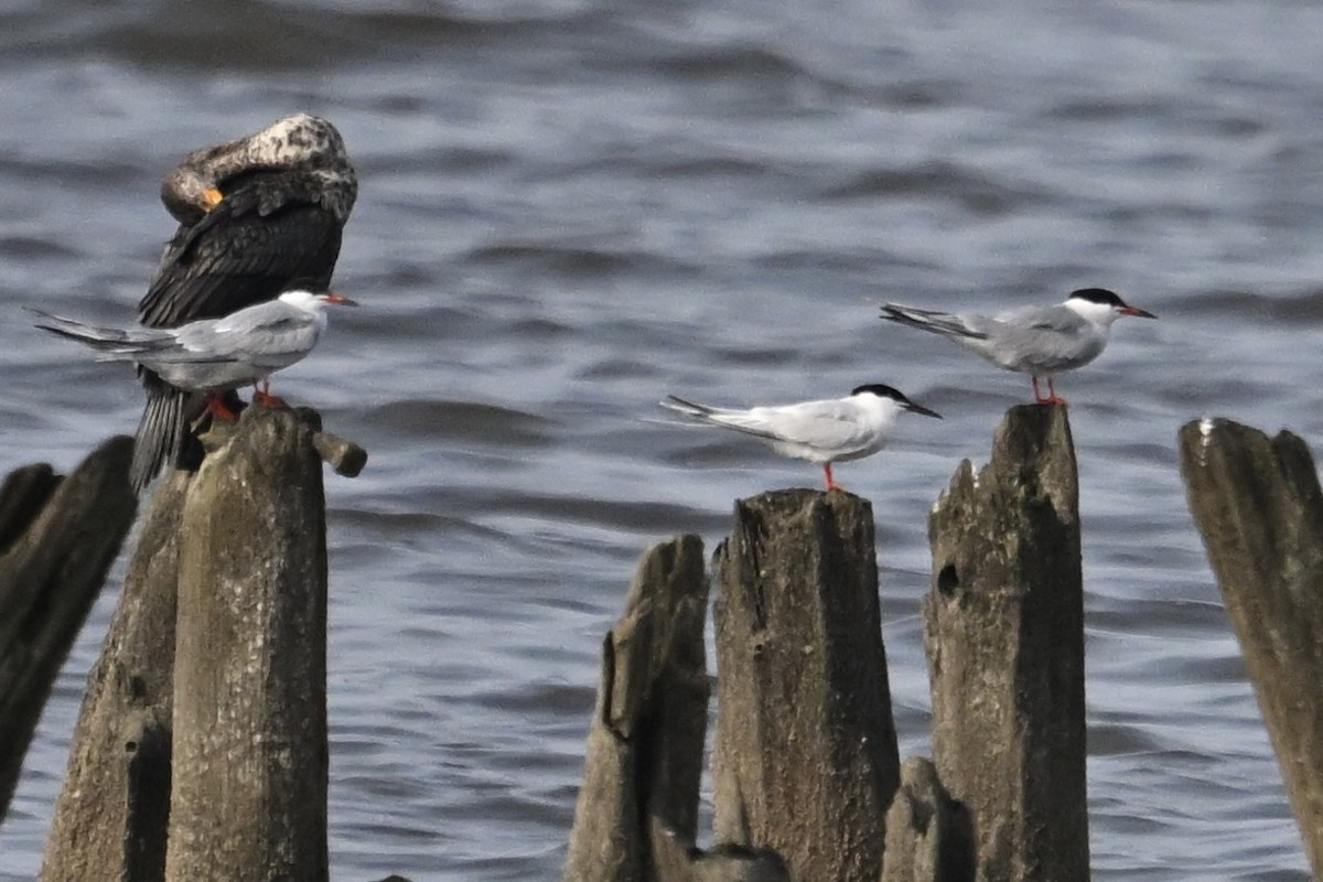 Roseate Tern - ML637570729