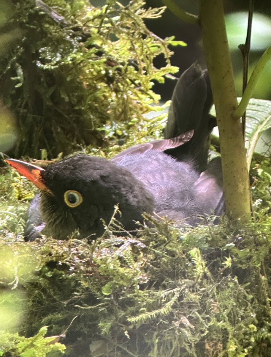 Slaty-backed Nightingale-Thrush - ML637570730