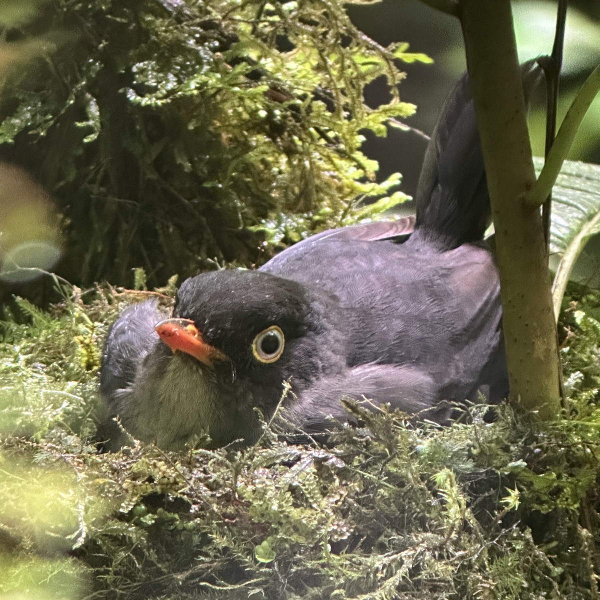 Slaty-backed Nightingale-Thrush - ML637570731