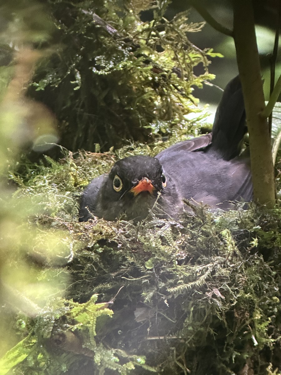 Slaty-backed Nightingale-Thrush - ML637570732