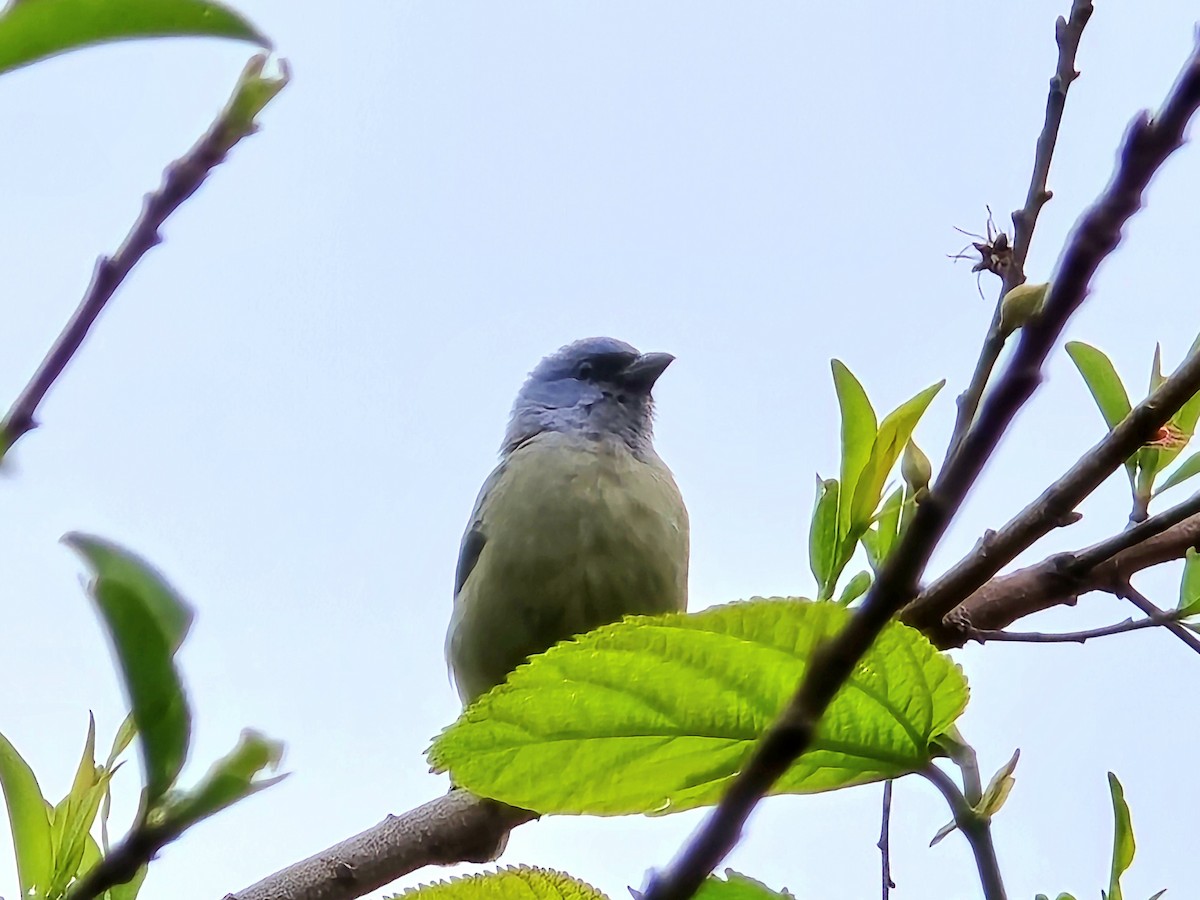 Tangara Aliamarilla - ML637570738