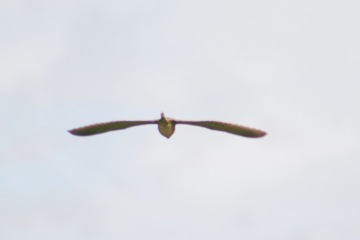 American Bittern - ML637570796