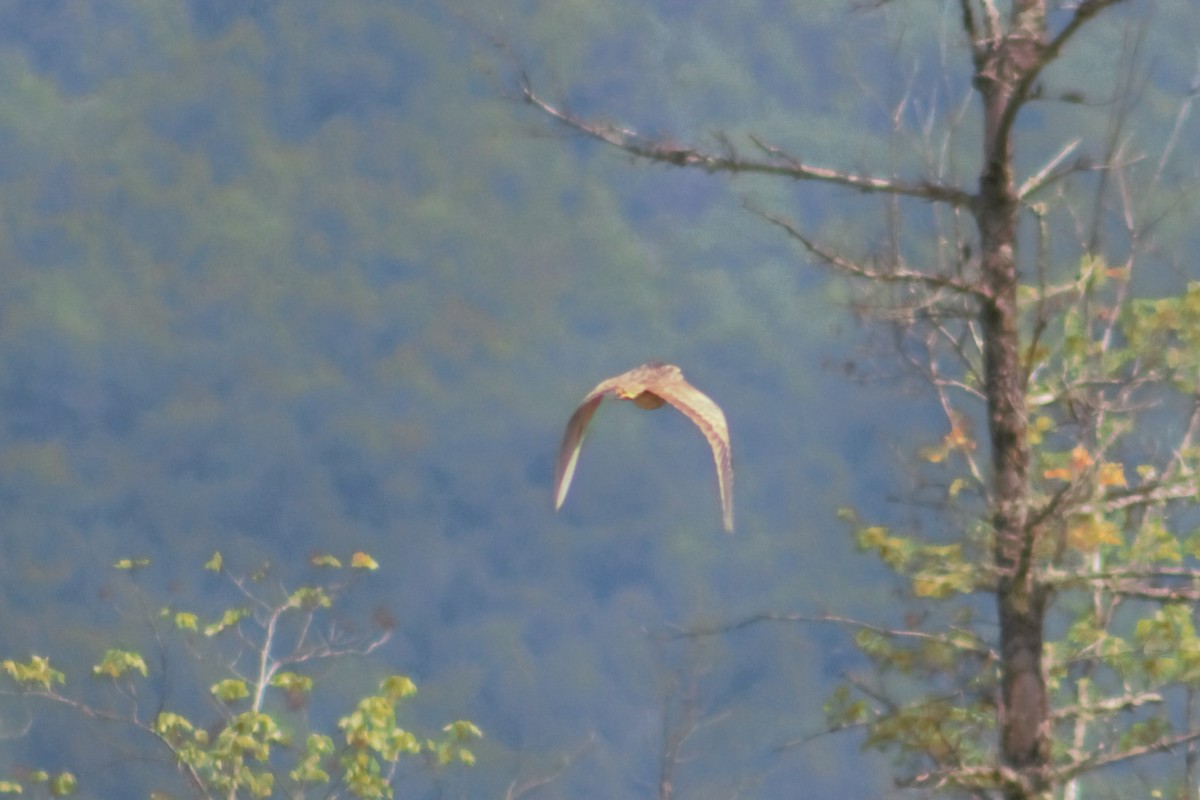 American Bittern - ML637570798