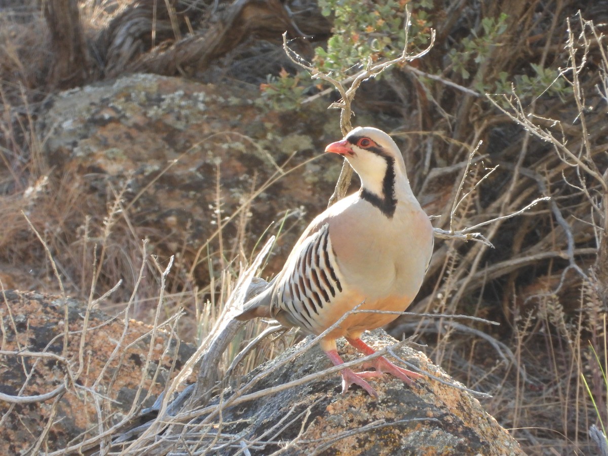 Хахилаг - ML637570802