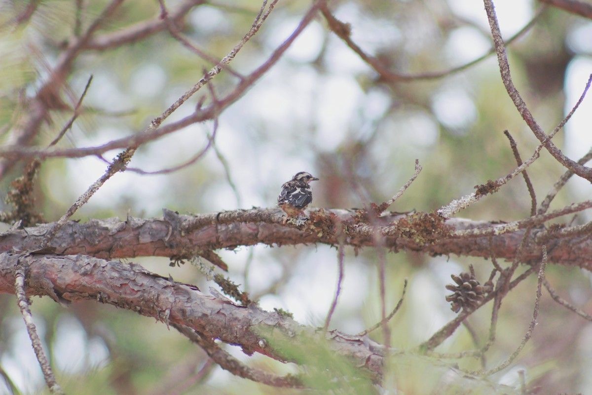 Black-and-white Warbler - ML637570822