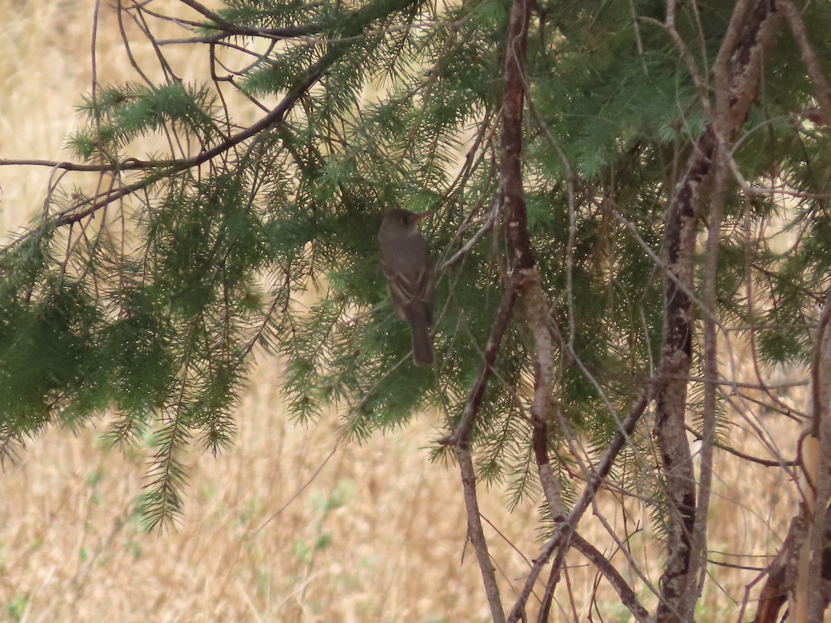 Greater Pewee - ML637570829