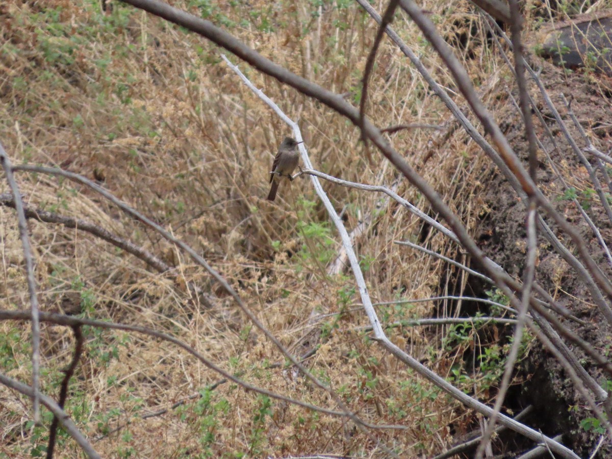 Greater Pewee - ML637570830