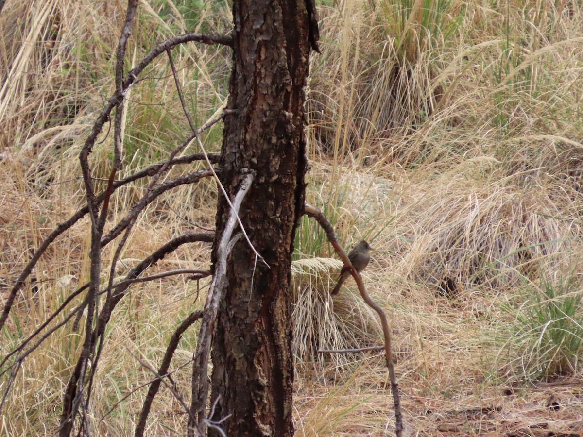 Greater Pewee - ML637570831