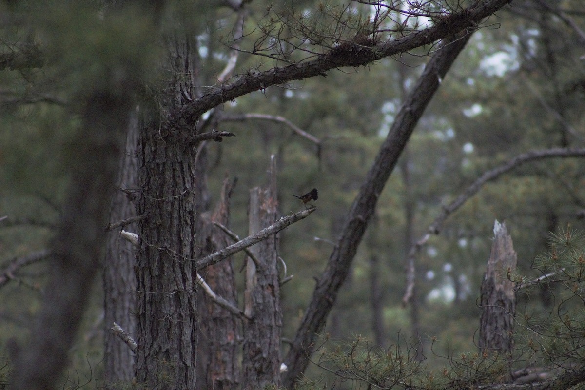 Eastern Towhee - ML637570868