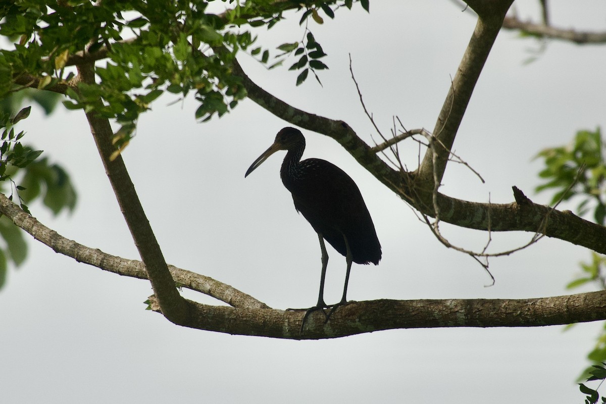 Limpkin - ML637570900