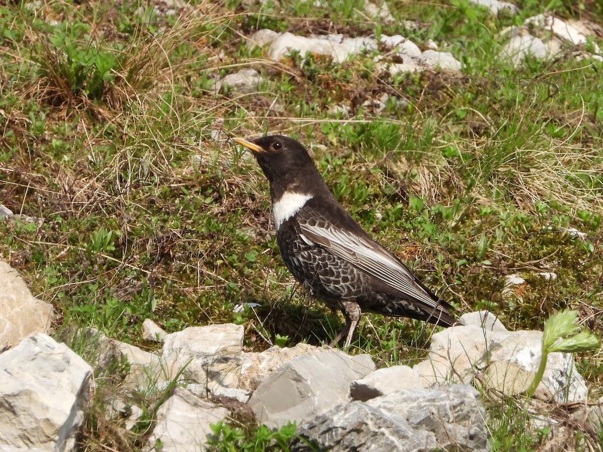 Ring Ouzel - ML637570950