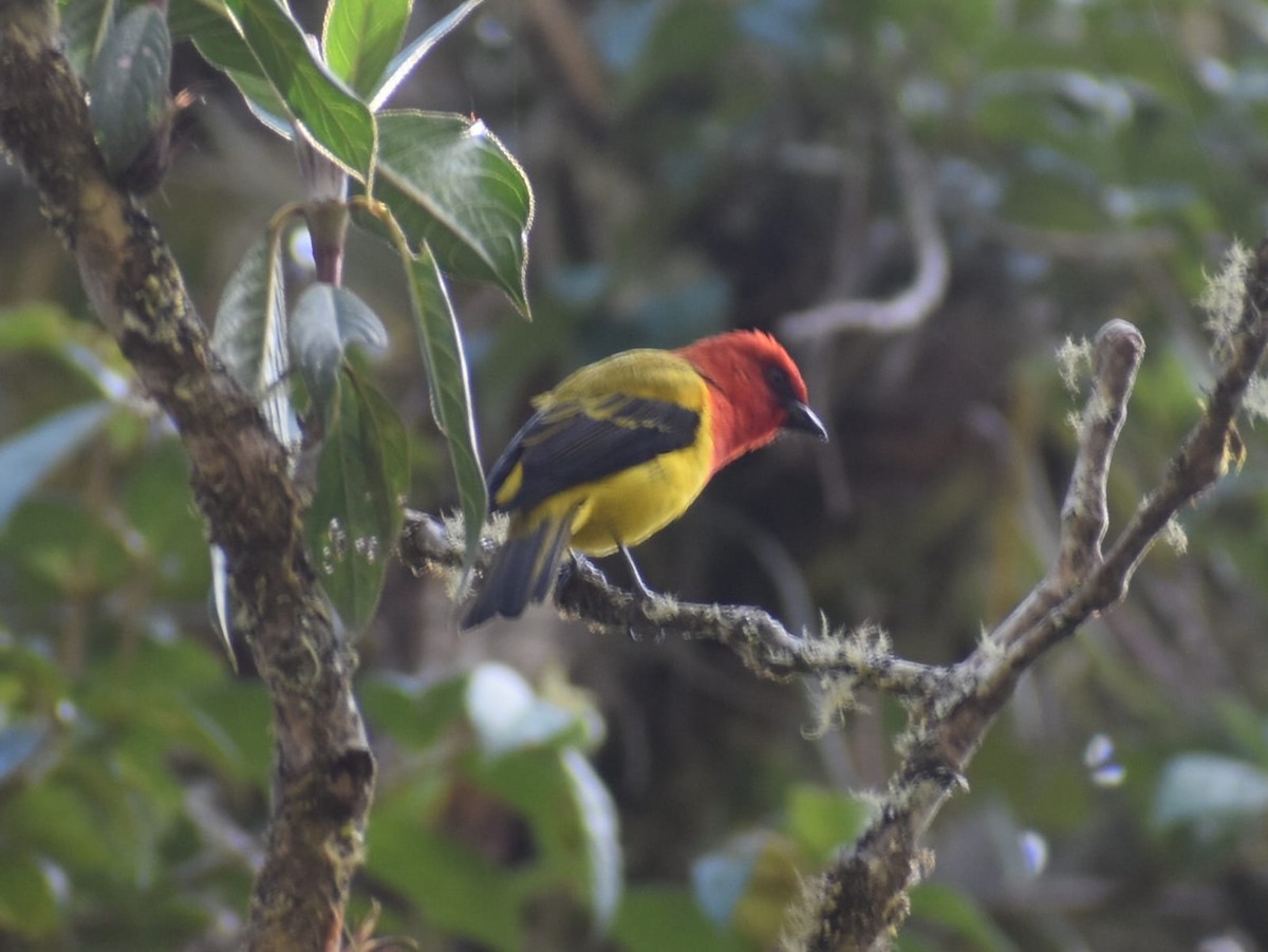Red-hooded Tanager - ML637570963