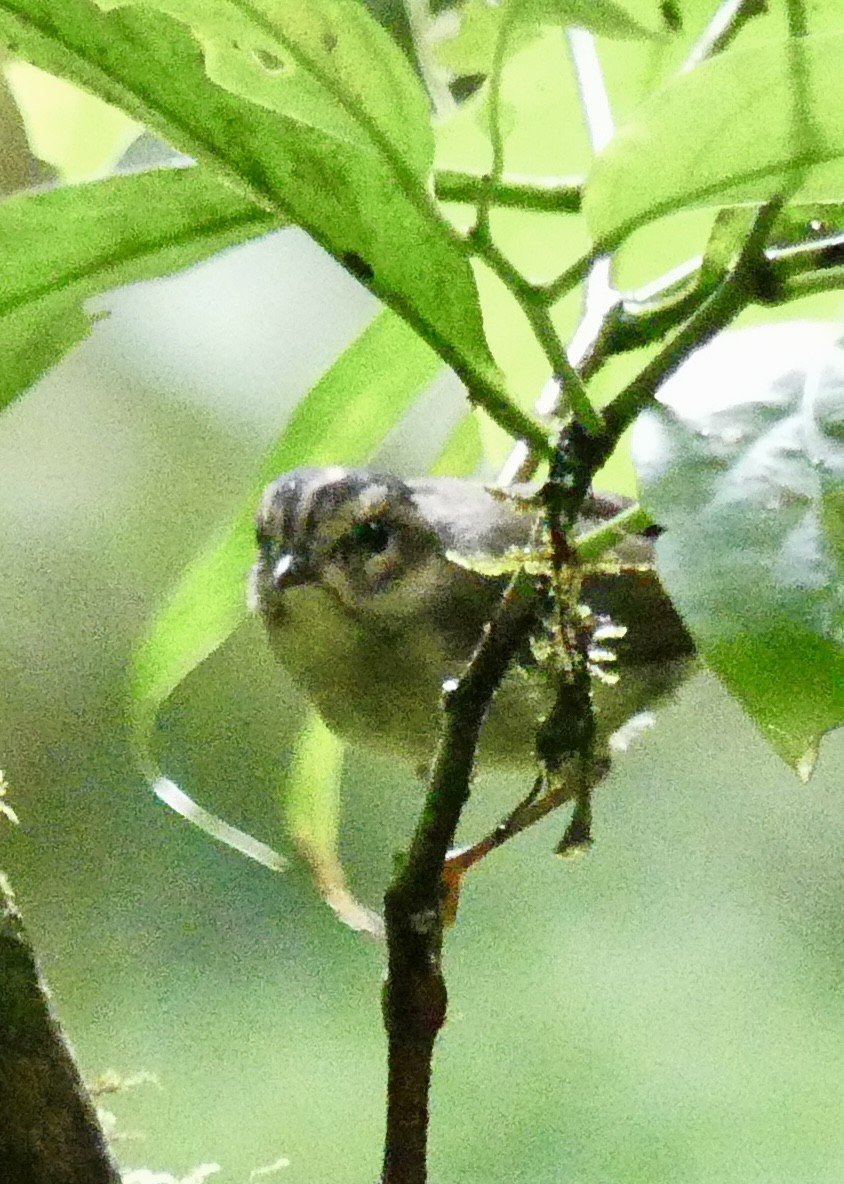 Costa Rican Warbler - ML637570978