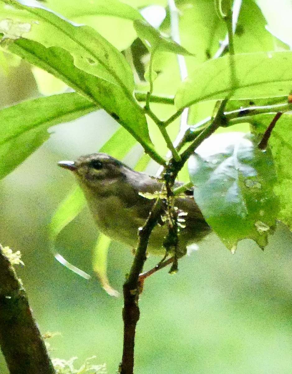 Costa Rican Warbler - ML637570979