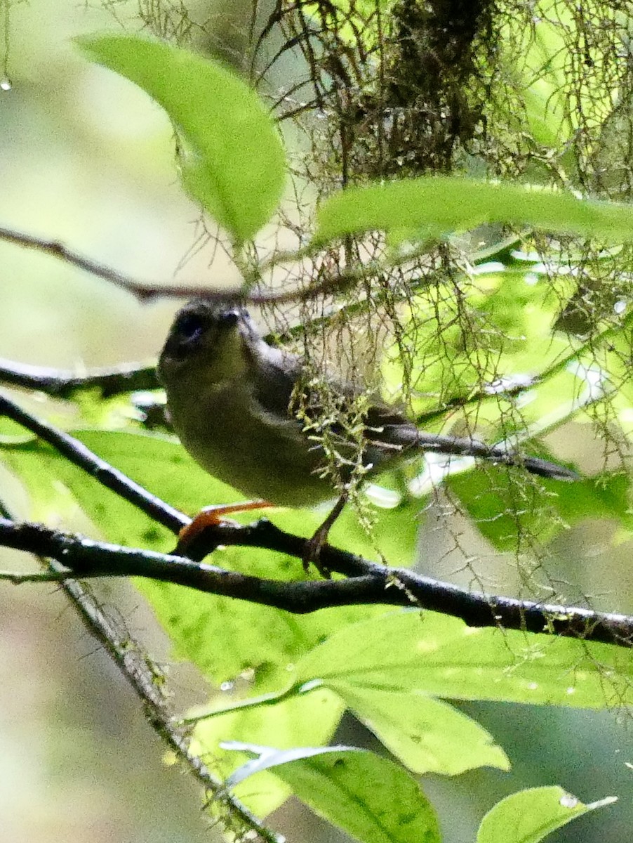 Costa Rican Warbler - ML637570980