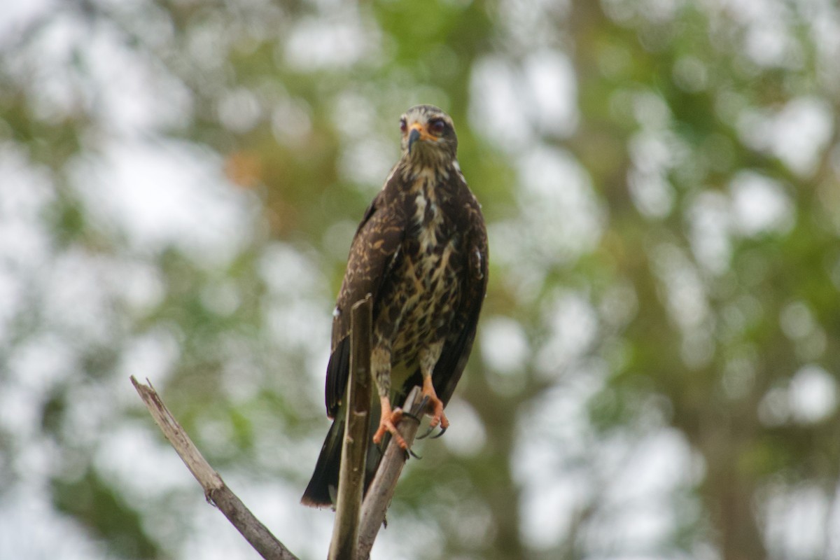 Snail Kite - ML637570984