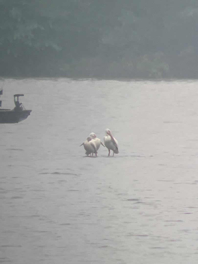 American White Pelican - ML637571012