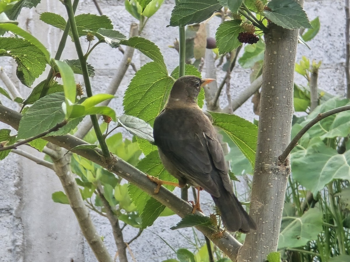 Rufous-collared Robin - ML637571132