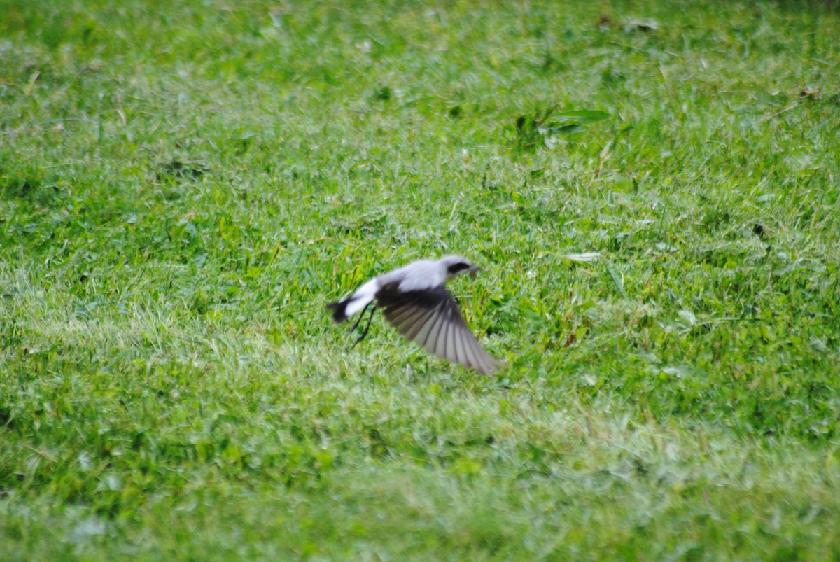 Northern Wheatear - ML637571200