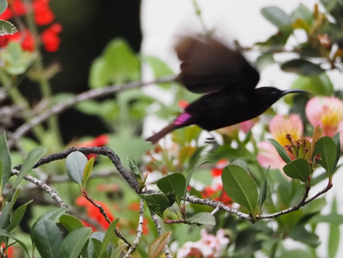 Amethyst Sunbird - ML637571228