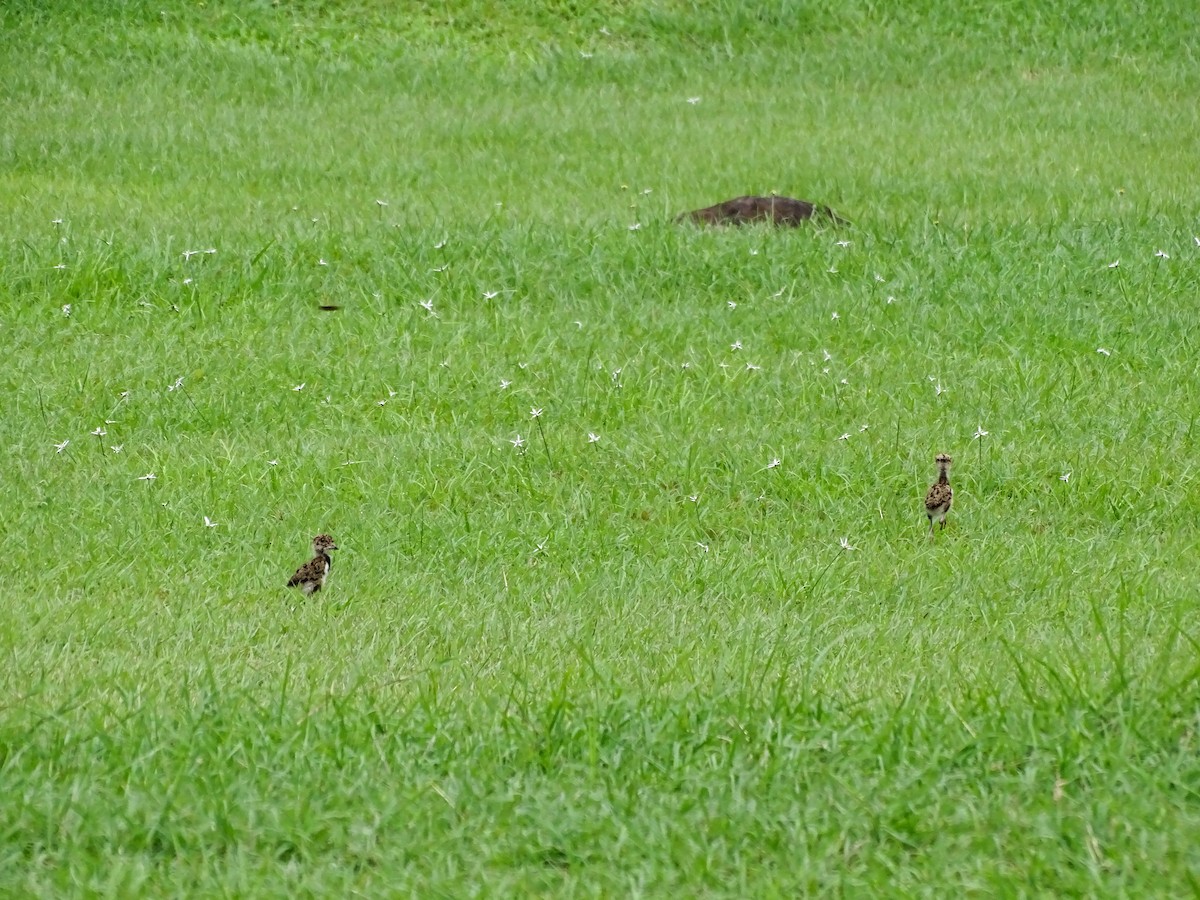 Southern Lapwing - ML637571231