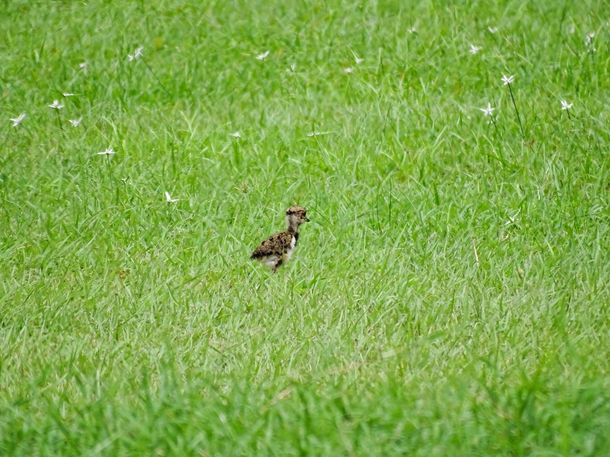 Southern Lapwing - ML637571233