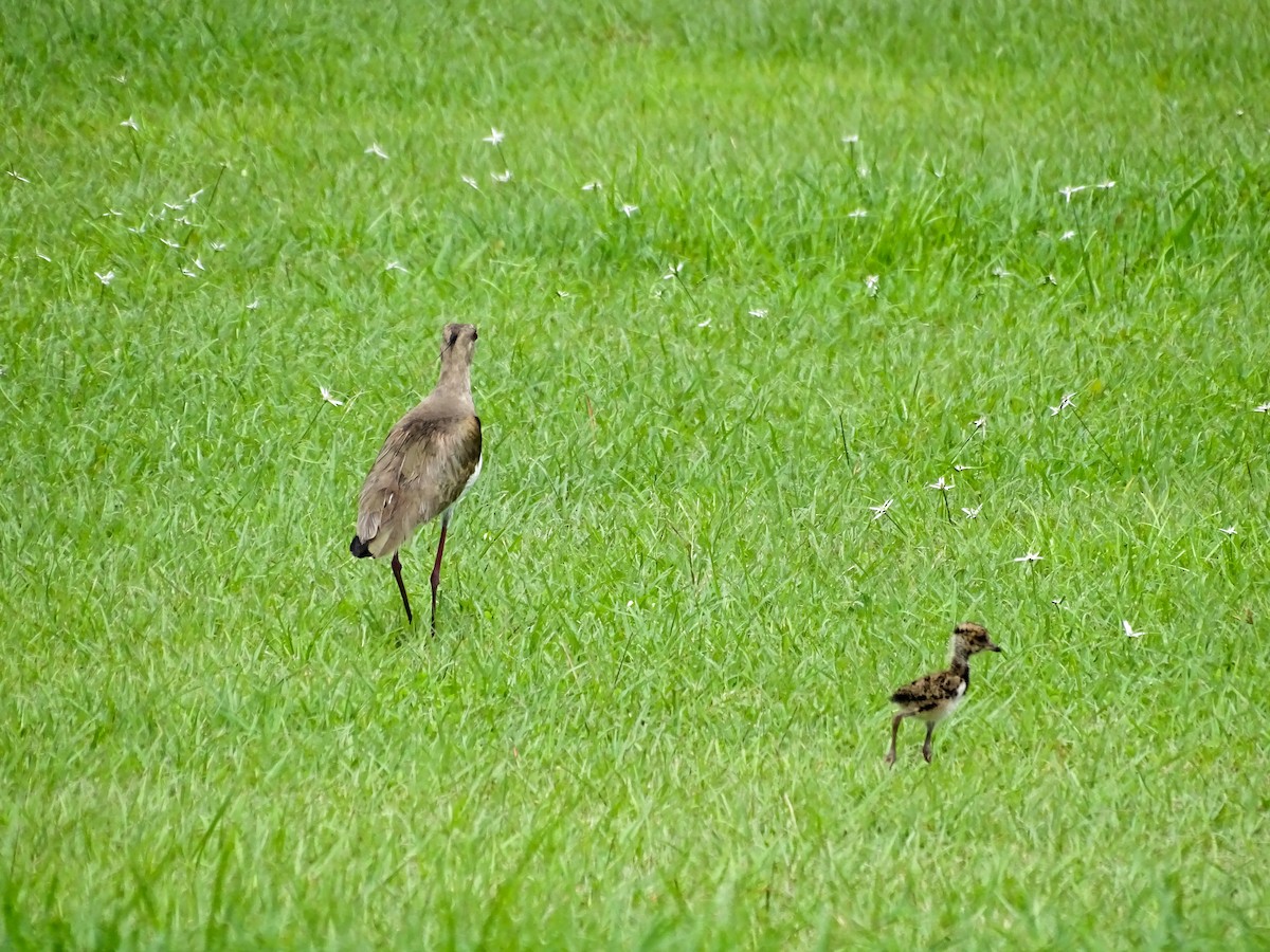Southern Lapwing - ML637571234