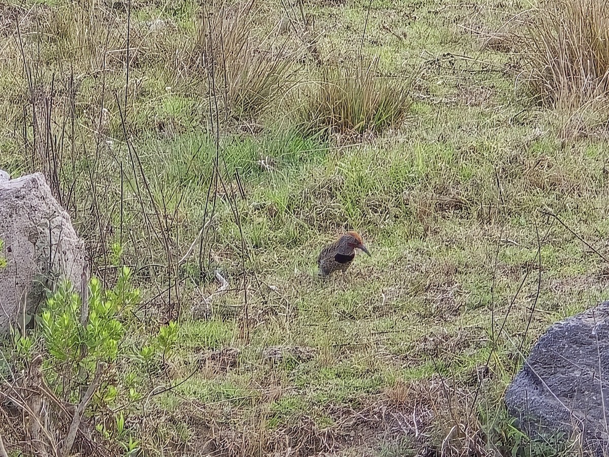 Guatemalan Flicker - ML637571238