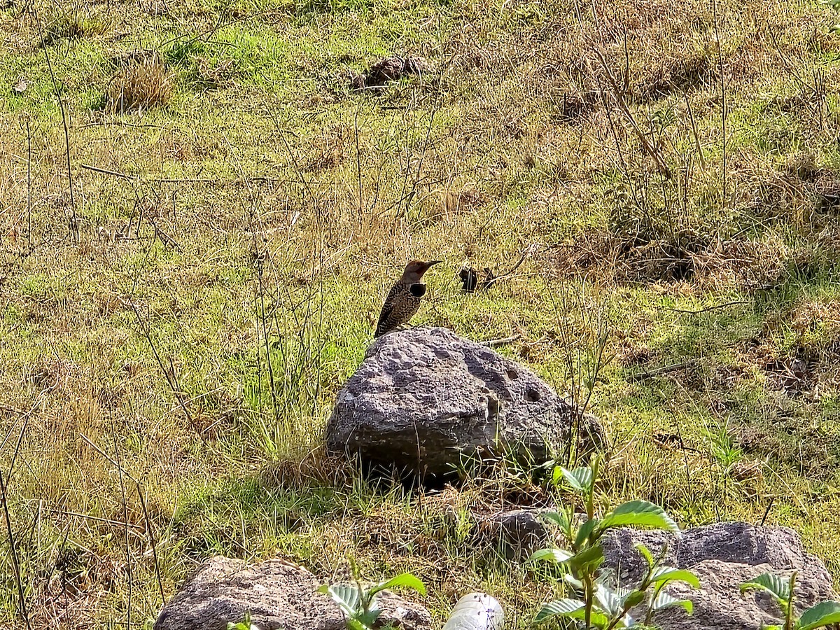 Guatemalan Flicker - ML637571239