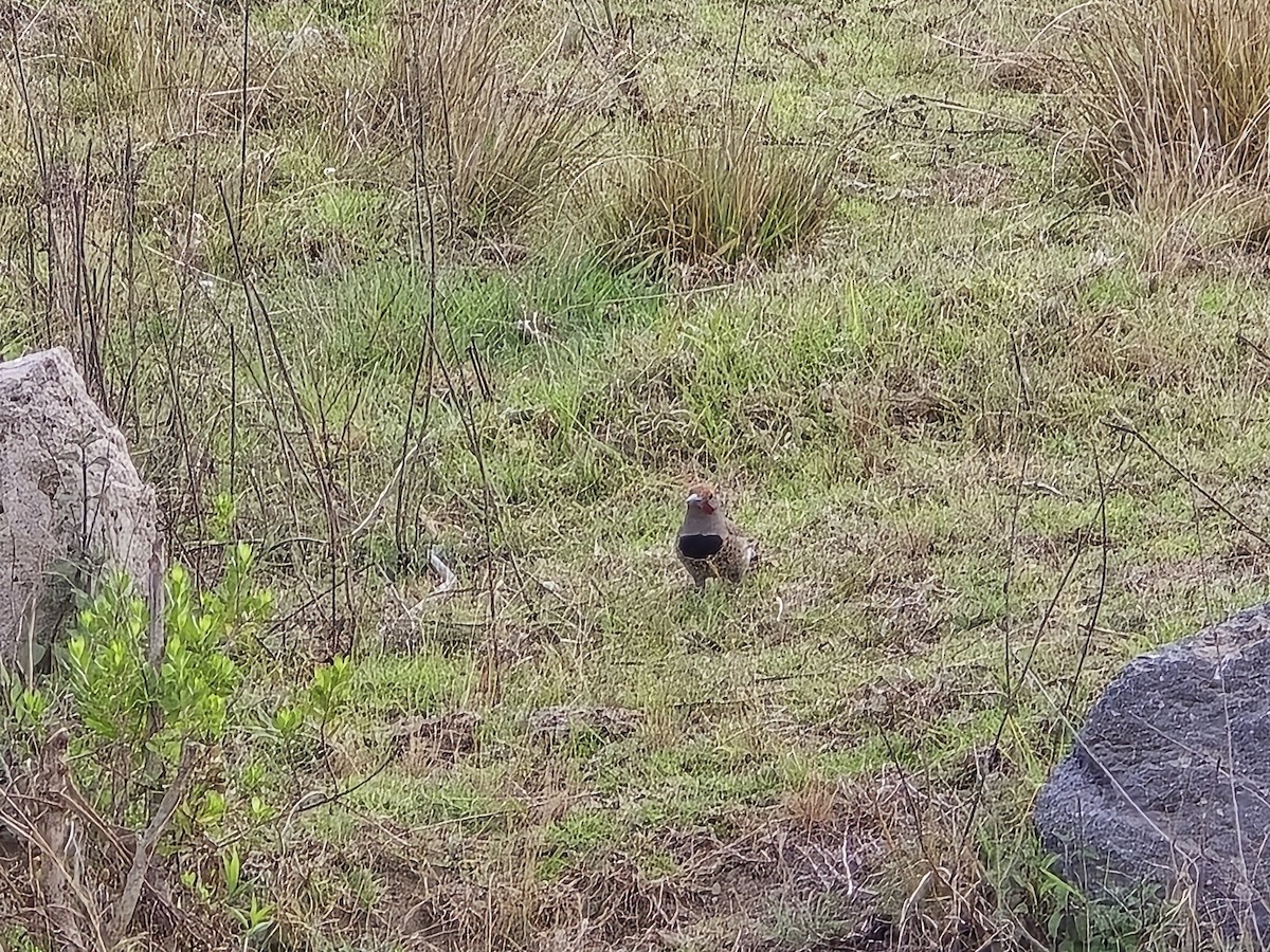 Guatemalan Flicker - ML637571240