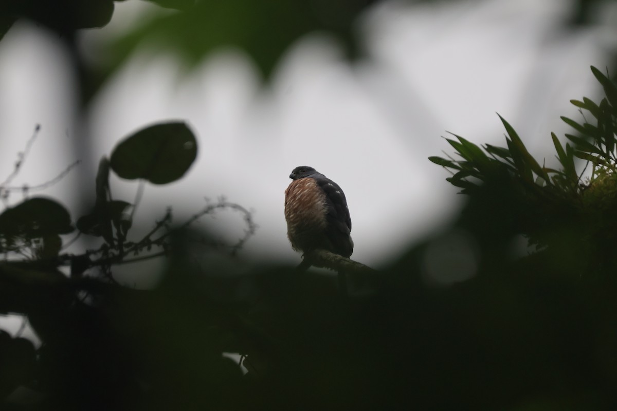 Double-toothed Kite - ML637571246
