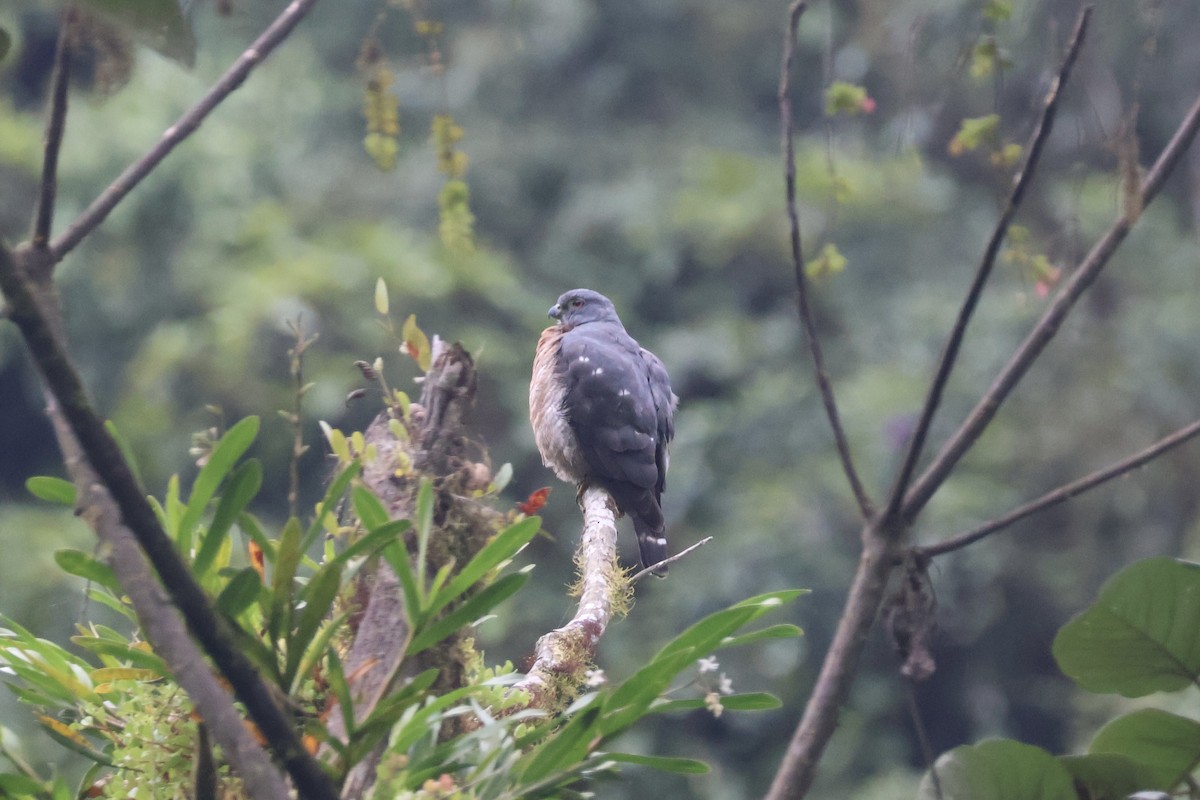Double-toothed Kite - ML637571247