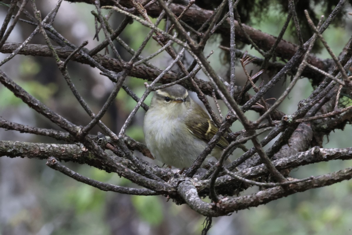 Buff-barred Warbler - ML637571268